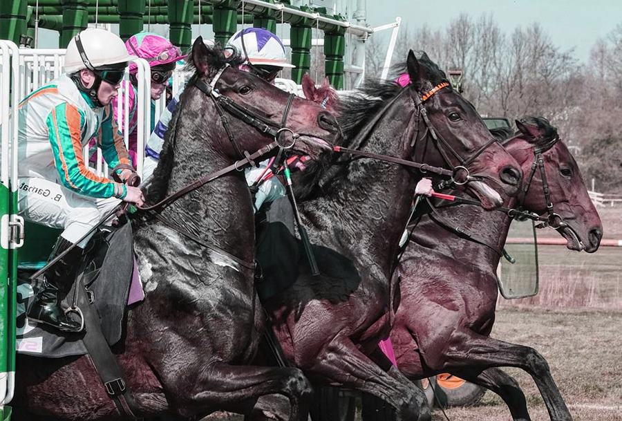 3 chevaux au départ